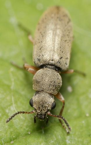 Réf. 345 422 : Danacea nigritarsis